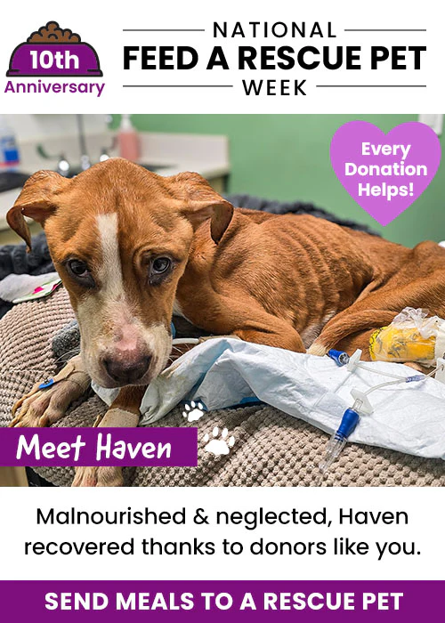 Shop Fashion, Save Shelter Lives
